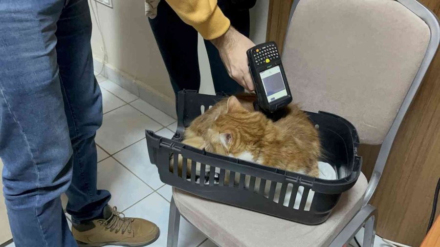 Evcil Hayvanlar İçin Çip Yoğunluğu