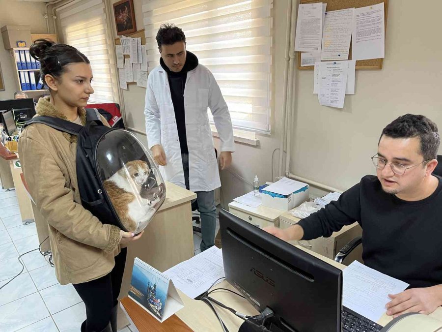 Evcil Hayvanlar İçin Çip Yoğunluğu