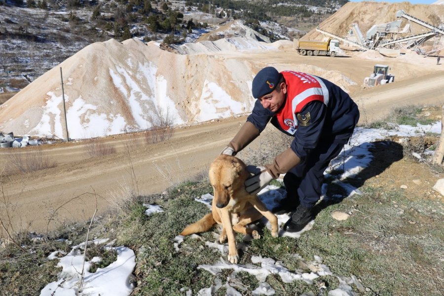 Karaman’da Yaralı Köpek Koruma Altına Alındı