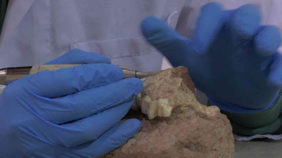 7,5 Milyon Yıllık Fosilleri Ayaklandırıyorlar