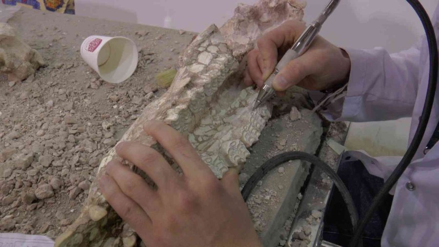 7,5 Milyon Yıllık Fosilleri Ayaklandırıyorlar