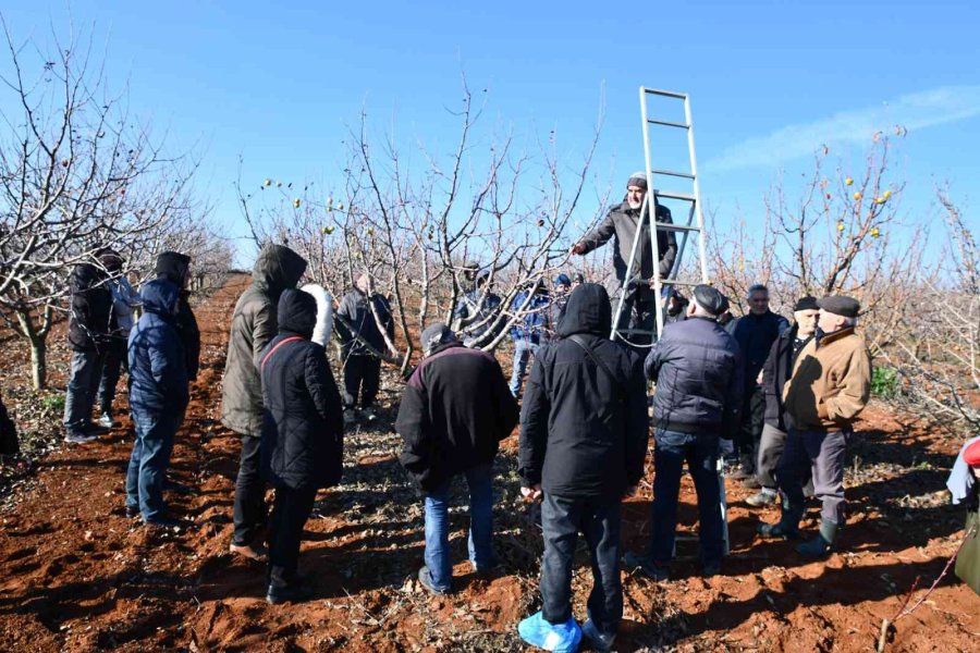 Üreticilere Budama Eğitimi Verildi
