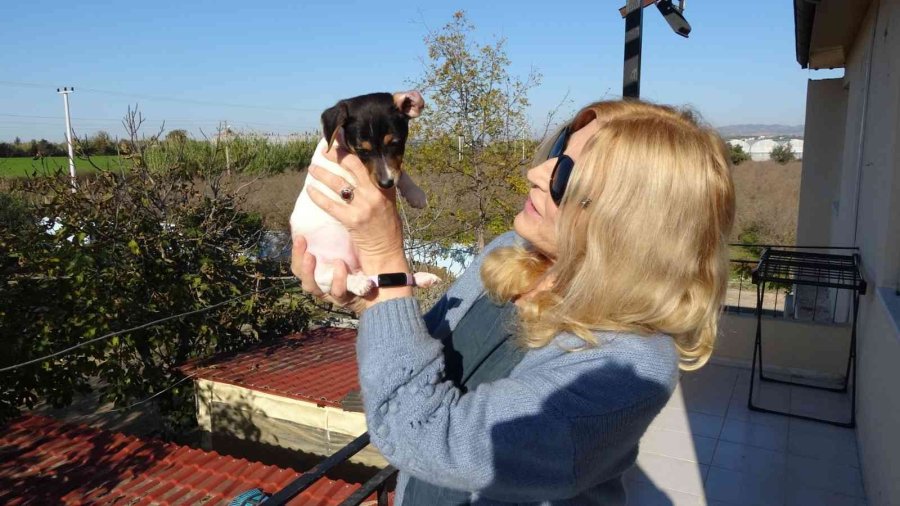 Alkollü Şahıs Tarafından Isırılıp Yumruklanan Yavru Köpek Almanya Yolcusu