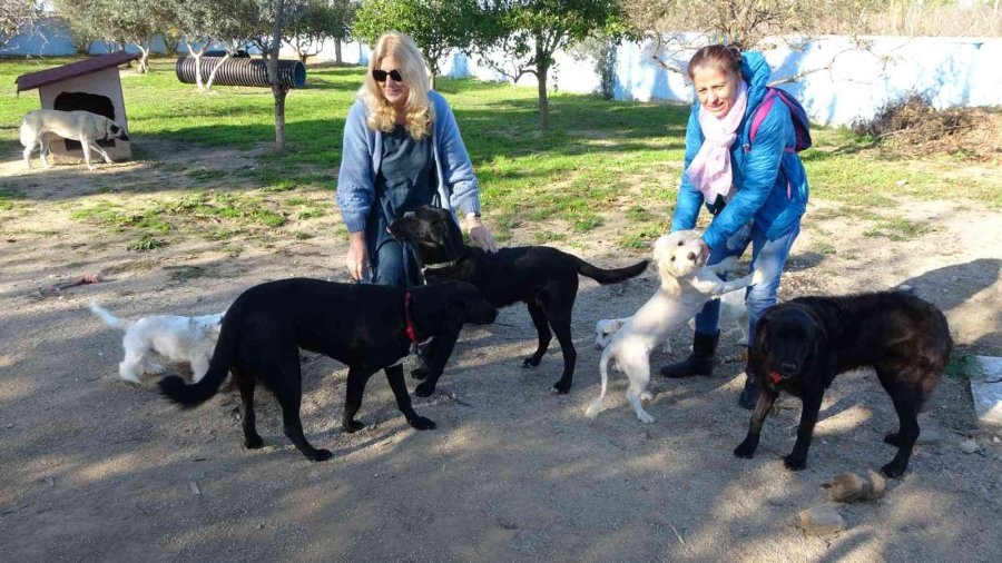 Alkollü Şahıs Tarafından Isırılıp Yumruklanan Yavru Köpek Almanya Yolcusu