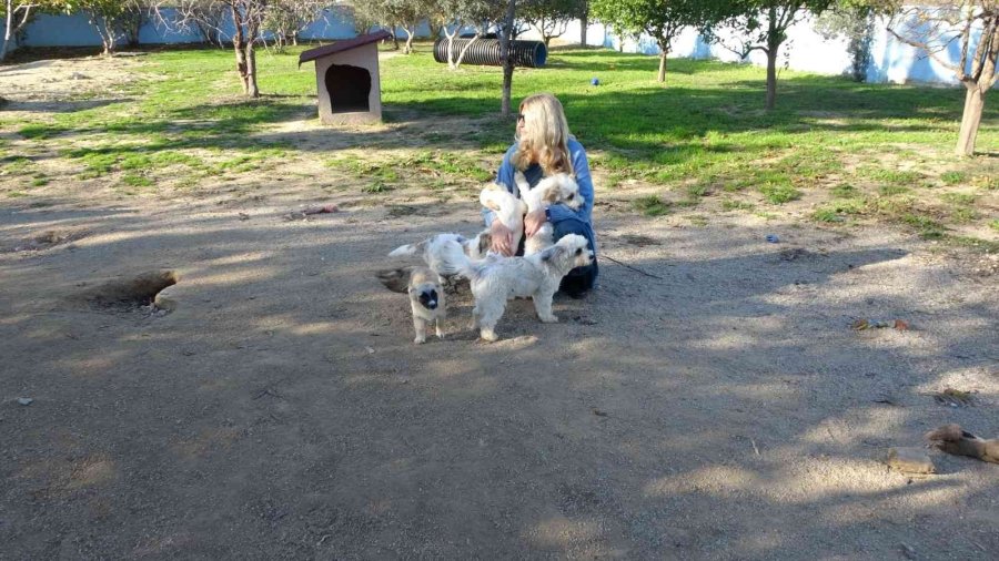 Alkollü Şahıs Tarafından Isırılıp Yumruklanan Yavru Köpek Almanya Yolcusu