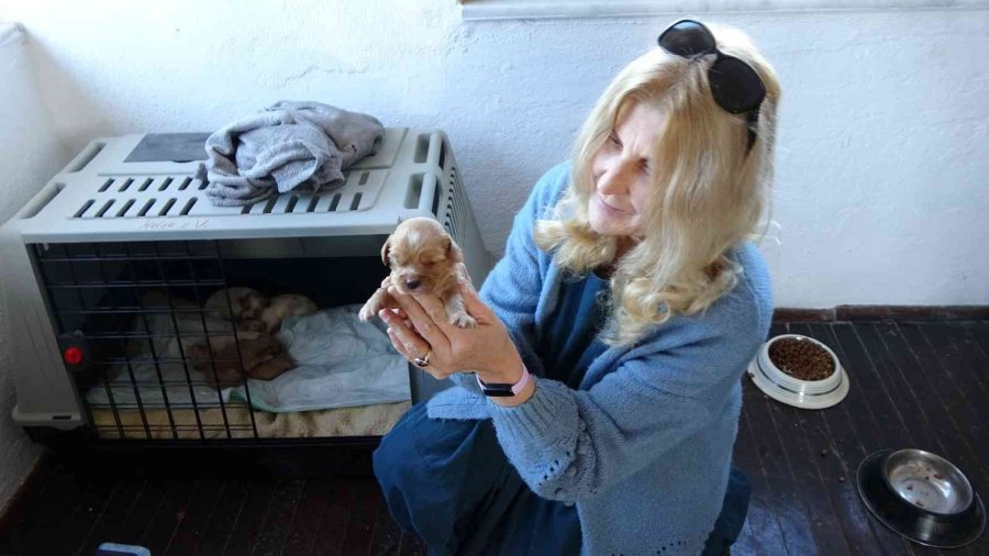 Alkollü Şahıs Tarafından Isırılıp Yumruklanan Yavru Köpek Almanya Yolcusu