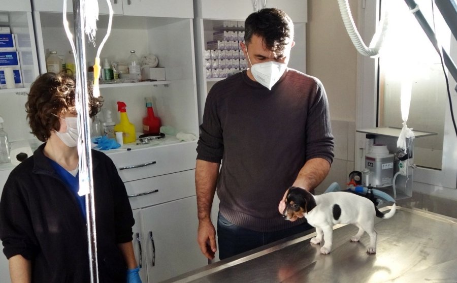 Alkollü Şahıs Tarafından Isırılıp Yumruklanan Yavru Köpek Almanya Yolcusu