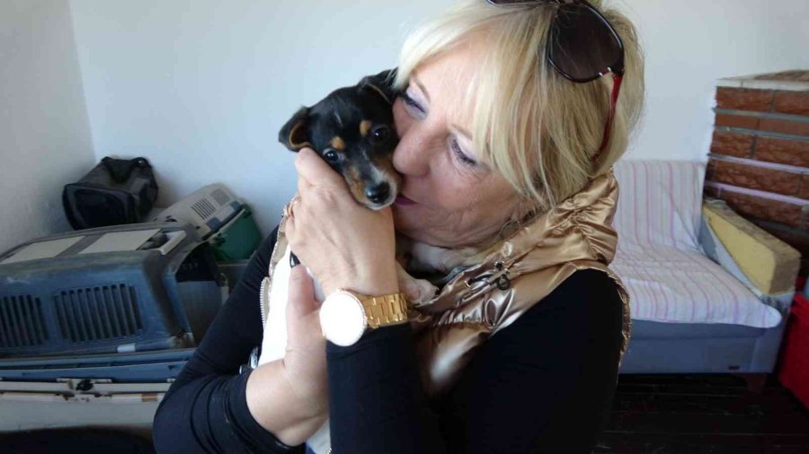 Alkollü Şahıs Tarafından Isırılıp Yumruklanan Yavru Köpek Almanya Yolcusu