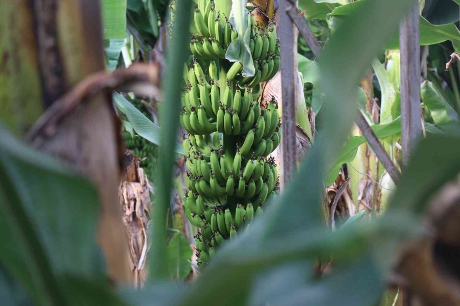Bir Zamanlar Et Fiyatıyla Yarışıyordu, Şimdi Her Eve Giriyor