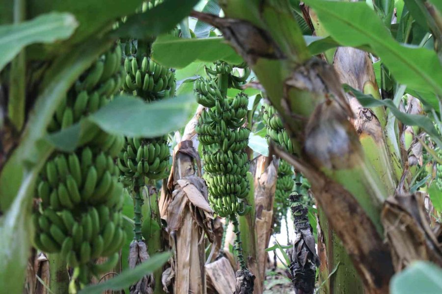 Bir Zamanlar Et Fiyatıyla Yarışıyordu, Şimdi Her Eve Giriyor