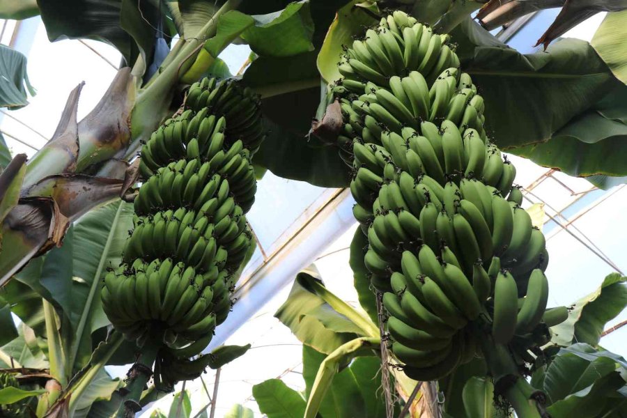 Bir Zamanlar Et Fiyatıyla Yarışıyordu, Şimdi Her Eve Giriyor