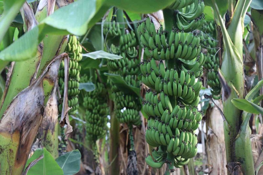 Bir Zamanlar Et Fiyatıyla Yarışıyordu, Şimdi Her Eve Giriyor