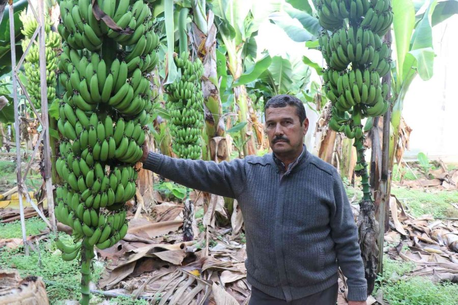 Bir Zamanlar Et Fiyatıyla Yarışıyordu, Şimdi Her Eve Giriyor