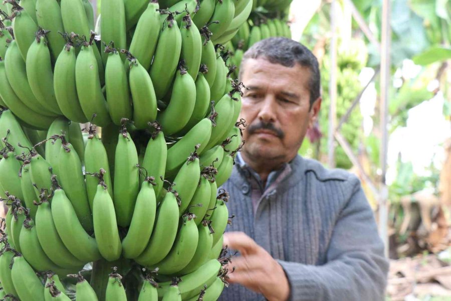 Bir Zamanlar Et Fiyatıyla Yarışıyordu, Şimdi Her Eve Giriyor