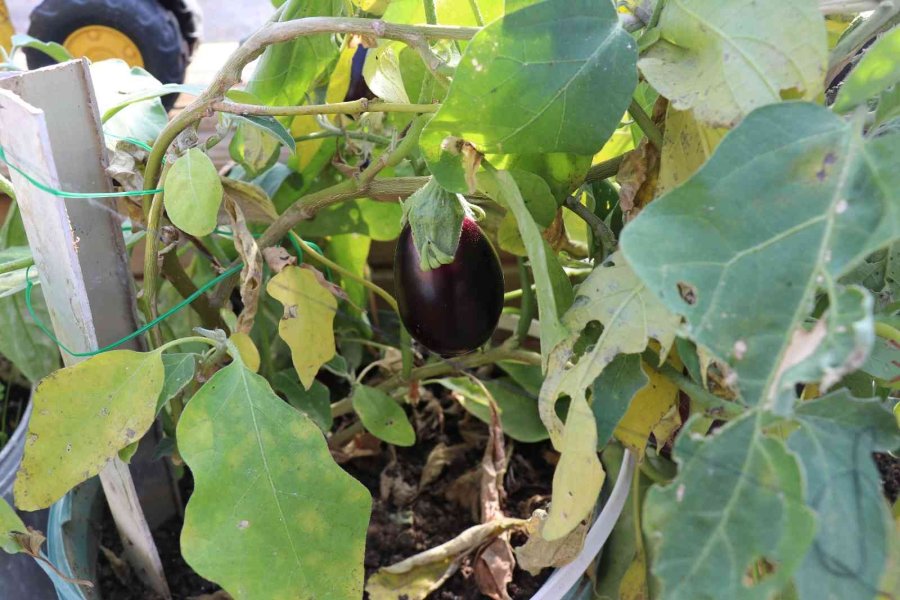 Alanya’nın Tek Köy Yaşam Merkezinde Öğrenci Ve Veliler Birlikte Eğitim Alıyor