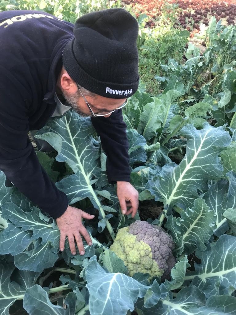 Tamircinin Yetiştirdiği Renkli Karnıbaharalara Talep Yoğun