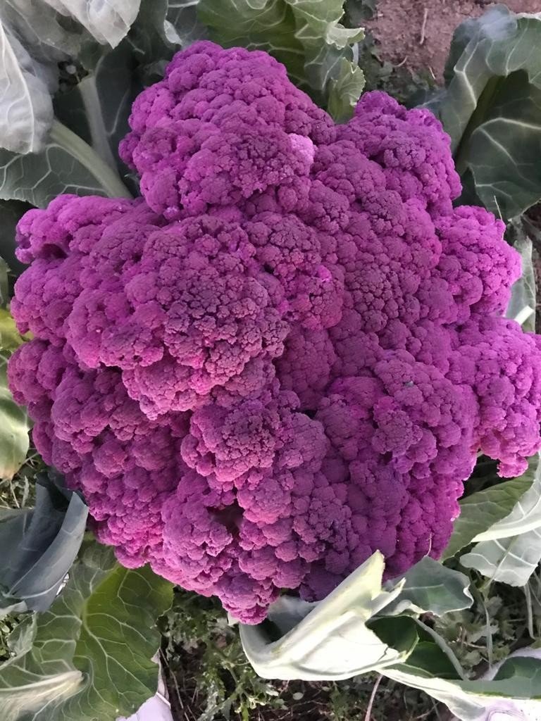 Tamircinin Yetiştirdiği Renkli Karnıbaharalara Talep Yoğun