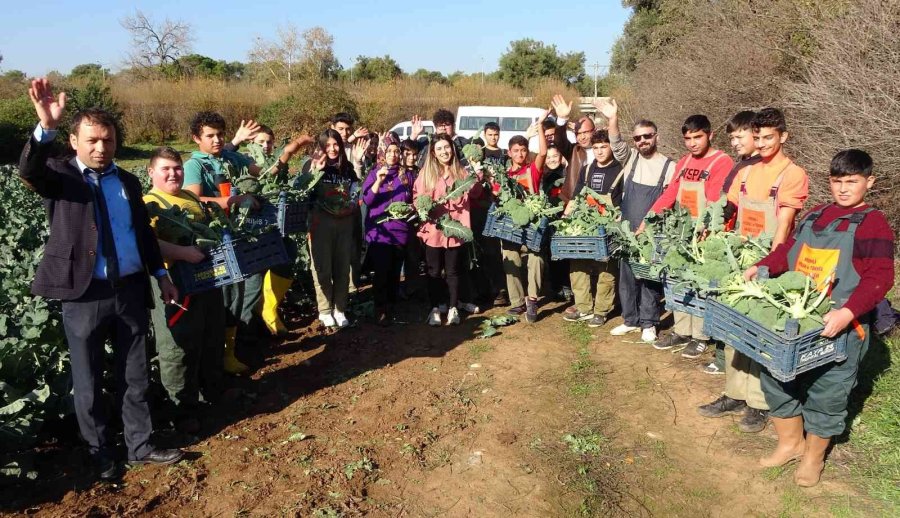 Üretime Geçen Tarım Lisesi Öğrencileri Sebze Hasadı Yaptı