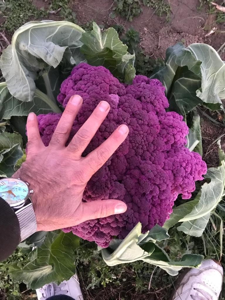 Tamircinin Yetiştirdiği Renkli Karnıbaharalara Talep Yoğun