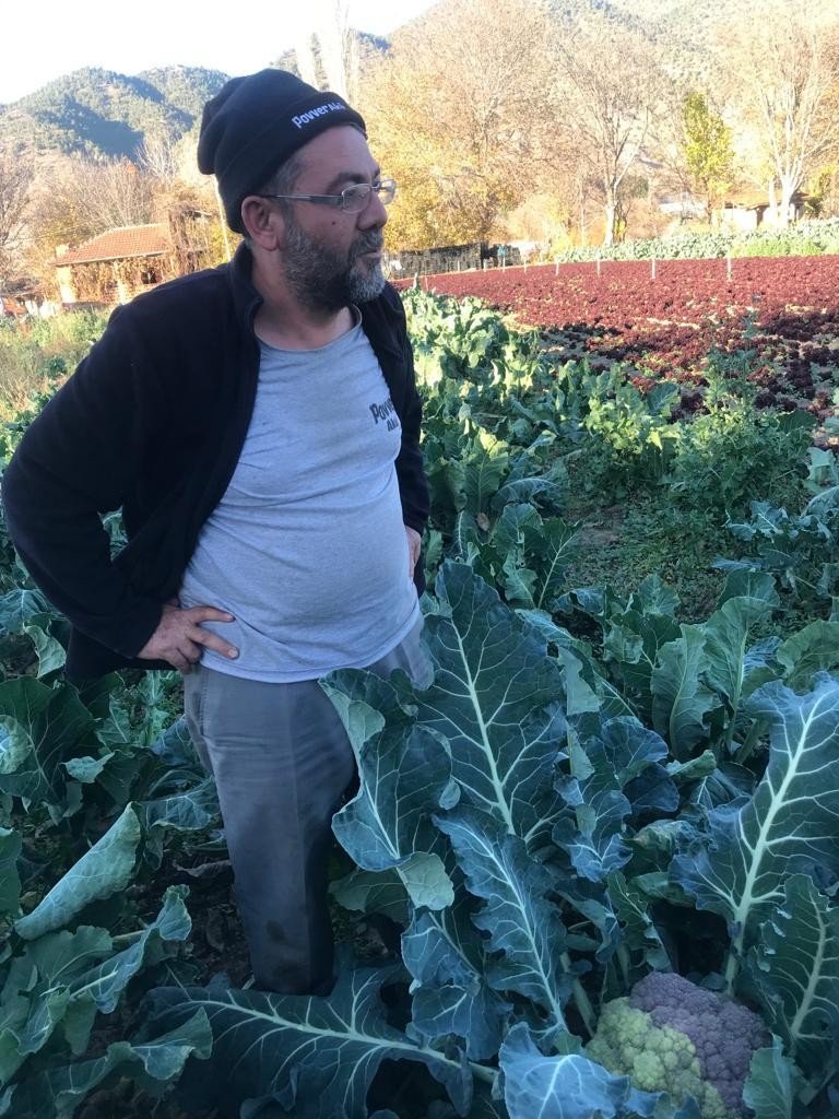 Tamircinin Yetiştirdiği Renkli Karnıbaharalara Talep Yoğun