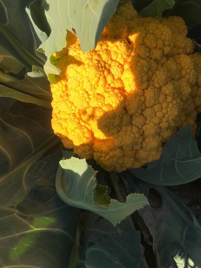 Tamircinin Yetiştirdiği Renkli Karnıbaharalara Talep Yoğun