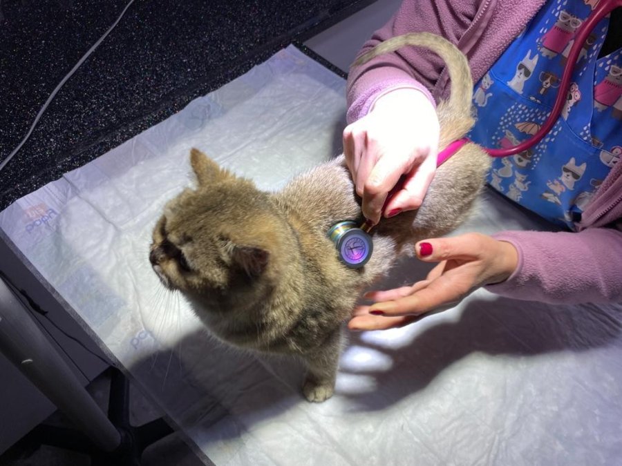 Çip Uygulaması Birçok Fayda Sağlayacak