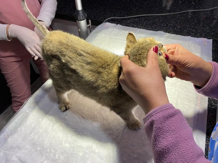 Çip Uygulaması Birçok Fayda Sağlayacak