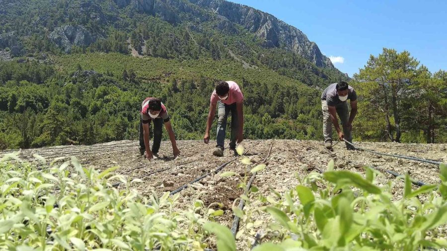 Antalya Tarımına Geçen Yıl 143 Milyonluk Destek Sağlandı