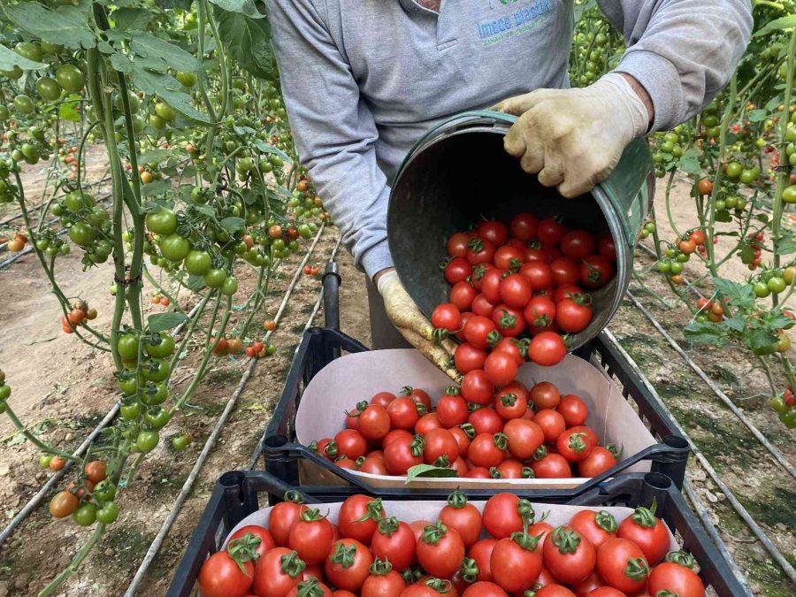 Aralık Ayında Domates Üretimindeki Düşüş Fiyatlara Artış Olarak Yansıdı
