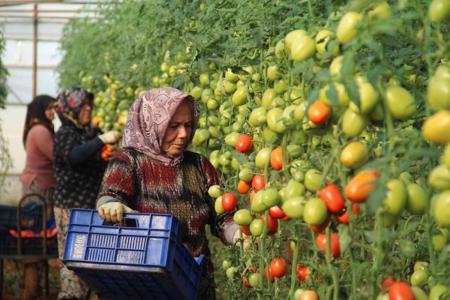 Aralık Ayında Domates Üretimindeki Düşüş Fiyatlara Artış Olarak Yansıdı