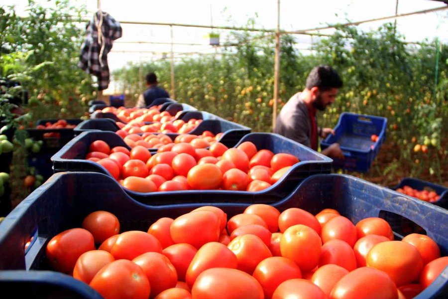 Aralık Ayında Domates Üretimindeki Düşüş Fiyatlara Artış Olarak Yansıdı
