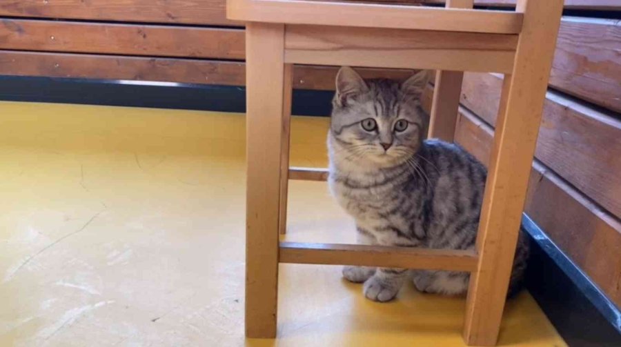 Büyükşehir’in Engelsiz Yaşam Merkezi’nin Yeni Üyesi ‘şeker’