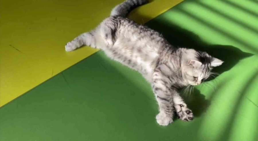 Büyükşehir’in Engelsiz Yaşam Merkezi’nin Yeni Üyesi ‘şeker’