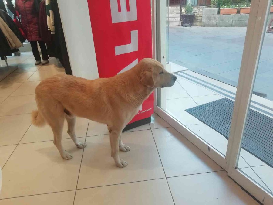 İşletmenin Sürekli Müşterisi Olan Sevimli Köpek