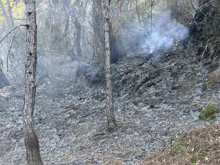 Alanya’da Orman Yangınında Yaklaşık 10 Dönüm Zarar Gördü