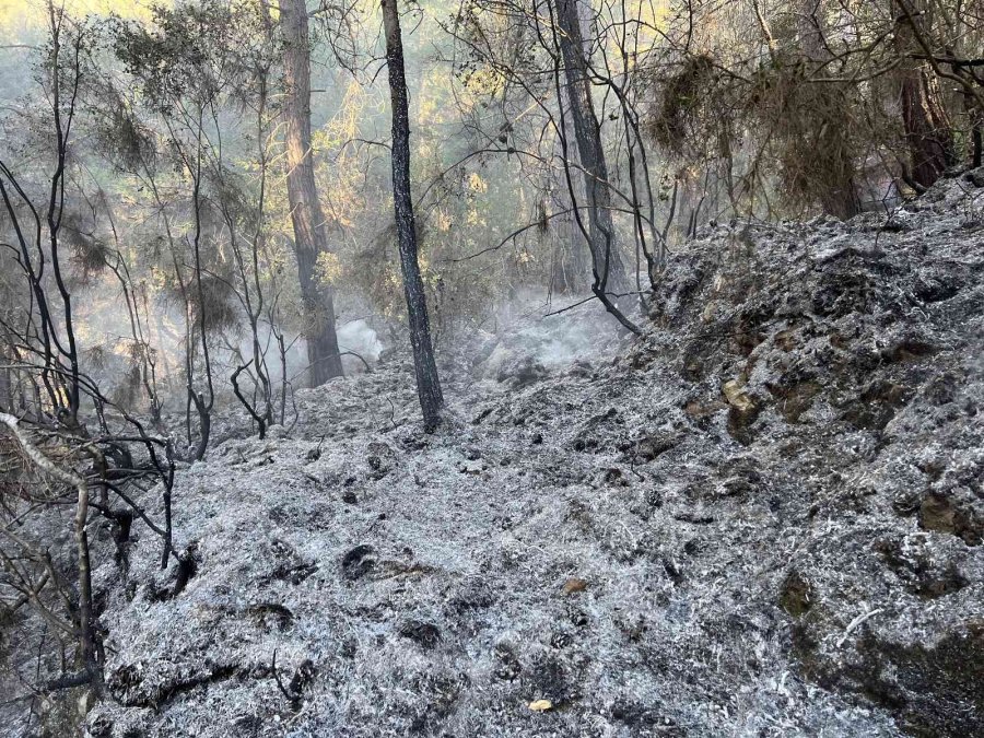 Alanya’da Orman Yangınında Yaklaşık 10 Dönüm Zarar Gördü