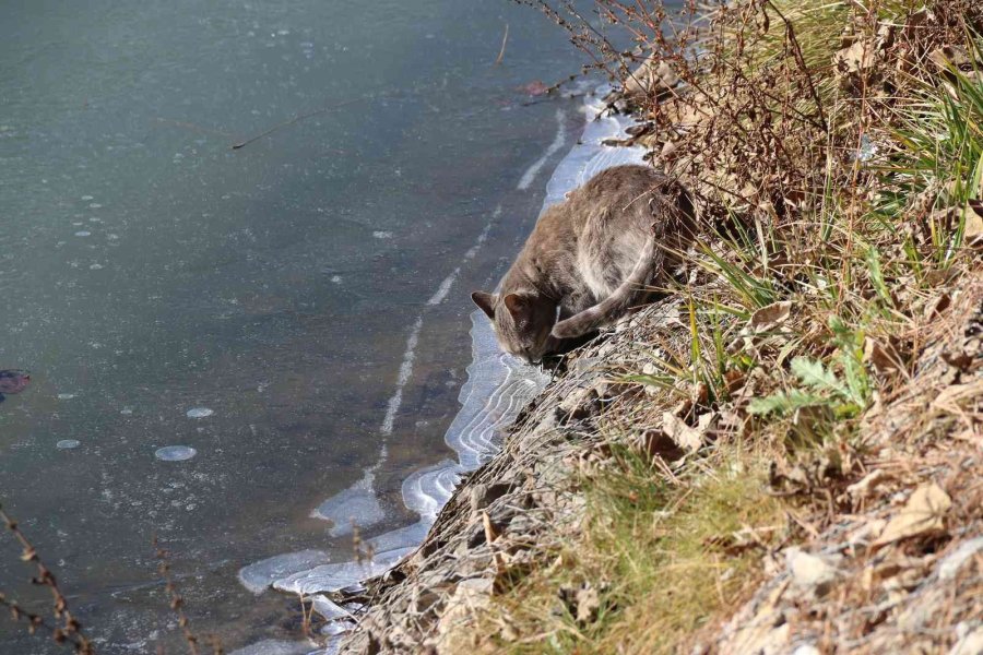 Porsuk Çayı’nın Yüzeyi Buz Tuttu