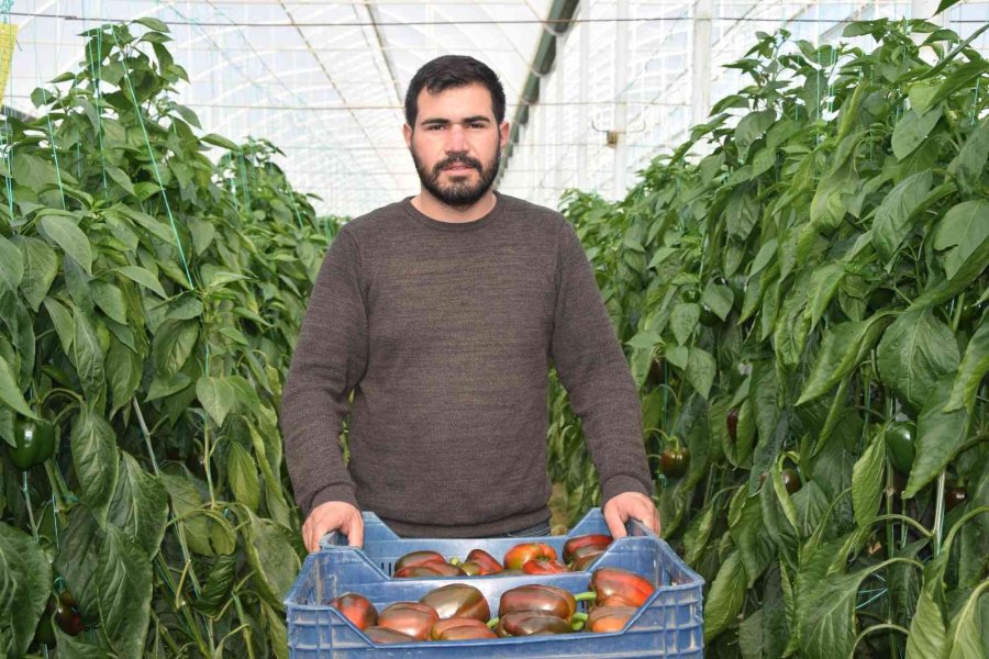 Kaliforniya Biberinin Yeni Rotası Rusya’dan Sonra Avrupa Ülkeleri