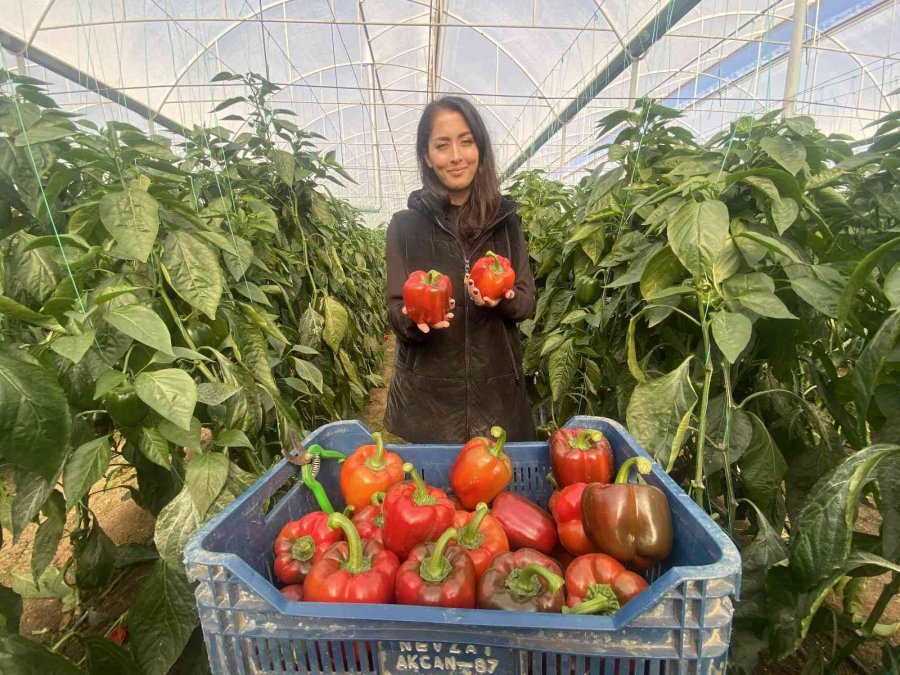 Kaliforniya Biberinin Yeni Rotası Rusya’dan Sonra Avrupa Ülkeleri