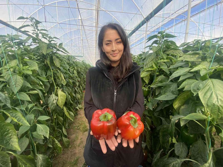 Kaliforniya Biberinin Yeni Rotası Rusya’dan Sonra Avrupa Ülkeleri