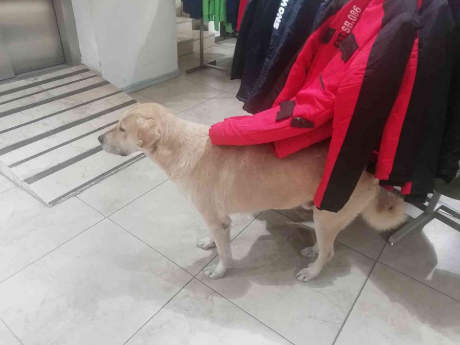 İşletmenin Sürekli Müşterisi Olan Sevimli Köpek