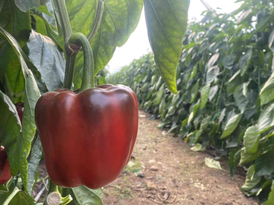 Kaliforniya Biberinin Yeni Rotası Rusya’dan Sonra Avrupa Ülkeleri