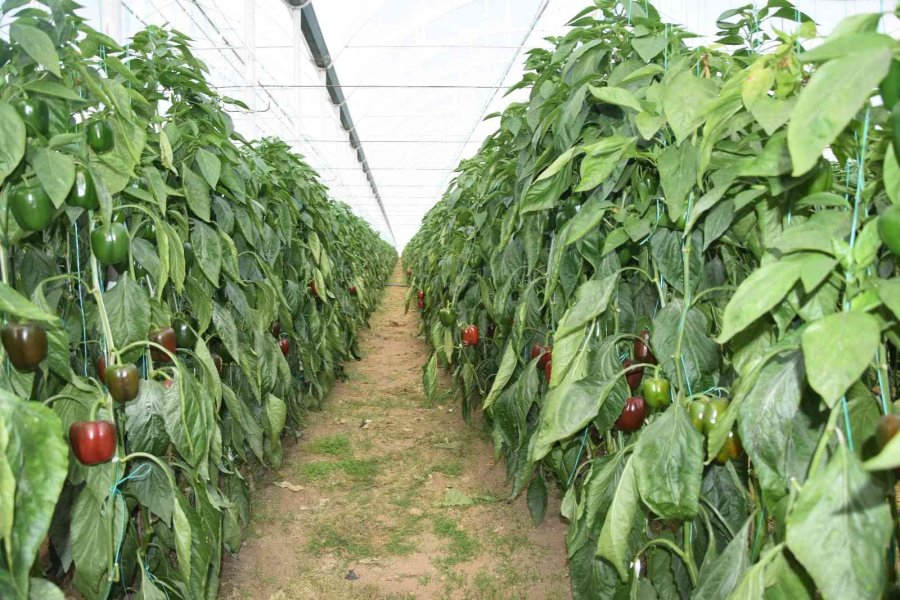 Kaliforniya Biberinin Yeni Rotası Rusya’dan Sonra Avrupa Ülkeleri