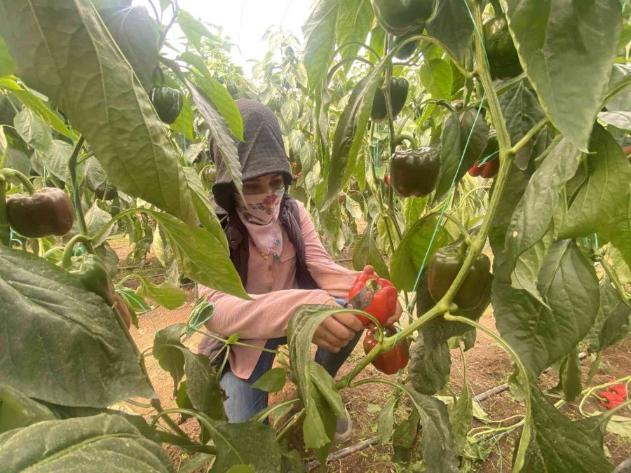 Kaliforniya Biberinin Yeni Rotası Rusya’dan Sonra Avrupa Ülkeleri