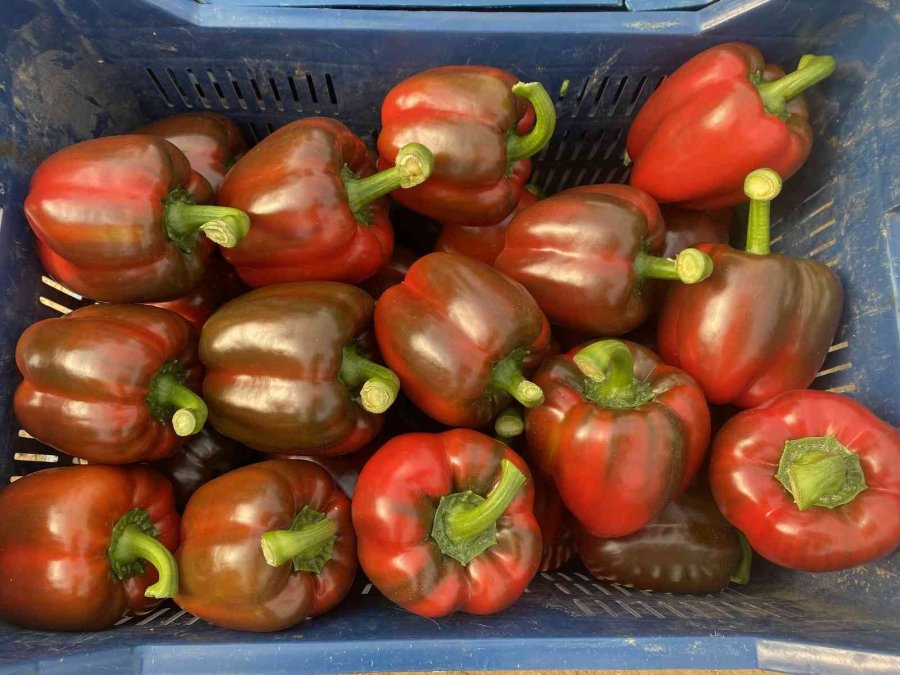 Kaliforniya Biberinin Yeni Rotası Rusya’dan Sonra Avrupa Ülkeleri