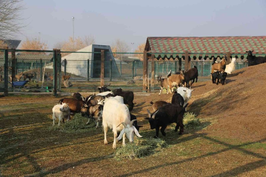 Hayvanat Bahçesi Sakinlerine Kışa Özel Bakım