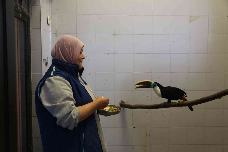 Hayvanat Bahçesi Sakinlerine Kışa Özel Bakım