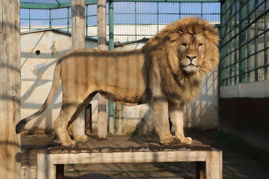 Hayvanat Bahçesi Sakinlerine Kışa Özel Bakım