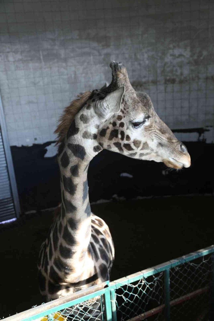 Hayvanat Bahçesi Sakinlerine Kışa Özel Bakım
