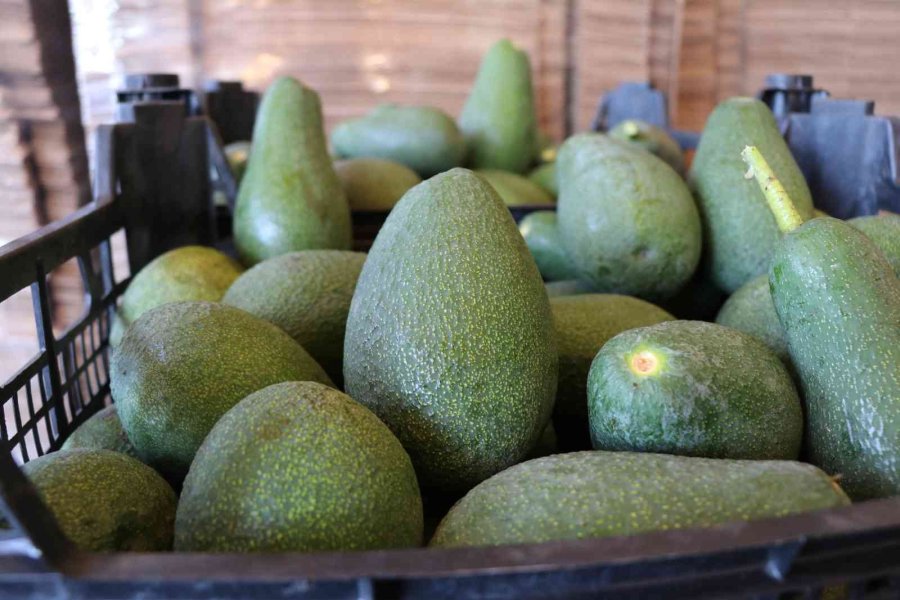 Alanya 2023 ’de Avokadoda 90 Milyon Üretim, 30 Milyon İhracat Hedefliyor